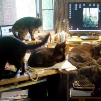 seven cats on desk