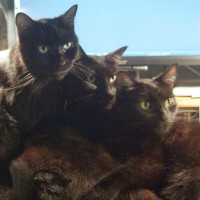 three black cats