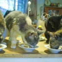 four cats eating