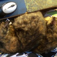 two tortoiseshell cats on my lap