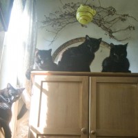 four black cats on wardrobe