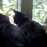 four cats staring out window
