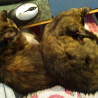 two tortoiseshell cats on lap