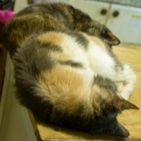 two cats in kitchen
