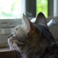 tabby cat with chin on windowsill