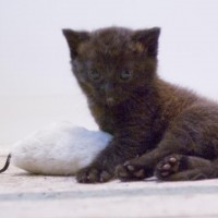 tiny black kitten with catnip toy