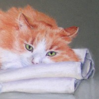detail of pastel cat portrait