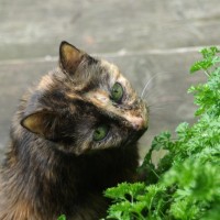 tortie cat with parsley