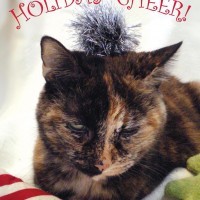 holiday card with tortoiseshell cat