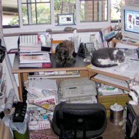 Desk with Six Cats; sometimes my office is not so beautiful! From left it is Stanley, Sophie, Kelly, Namir, Cookie and Peaches. Only Cookie and Kelly are still with me, but still working hard.