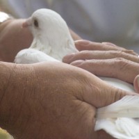 White dove with hands