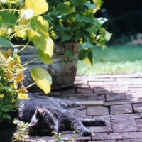 gray cat on bricks in shade