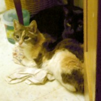 black cat and calico cat