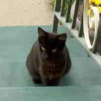 black cat on steps