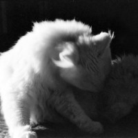 white cat bathing