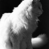 white cat in profile
