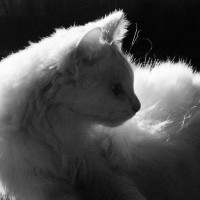 white cat turned