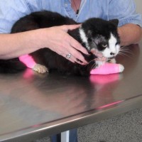 cat on exam table