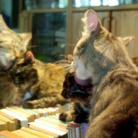 tabby cat bathing tortoiseshell cat