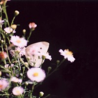 cabbage butterfly on asters