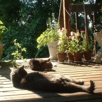 092611-OntheDeckintheMorning