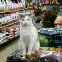 two cats on feed bags