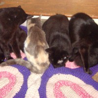 three black cats and one dilute calico