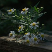 100611-ManyFloweredAster