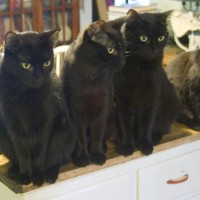 five black cats