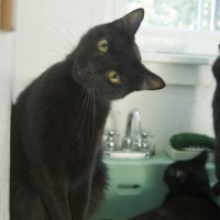 black cat on green sink