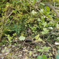 tortoiseshell cat in weeds