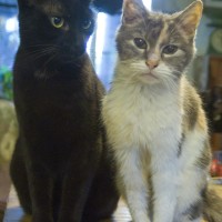 black cat and dilute tortoiseshell cat