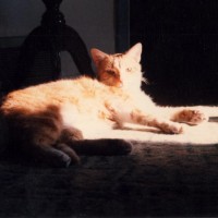 orange and white cat