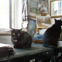 two black cats