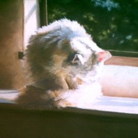 pastel painting of cat