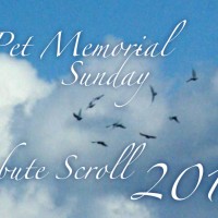 tribute scroll opening slide