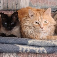 siamese and maine coone cats