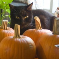 black cat with pumpkins