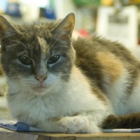 dilute tortoiseshell cat