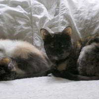 two cats on bed