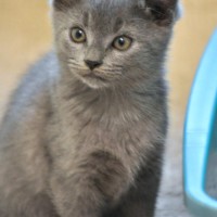 gray kitten