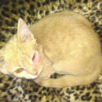 orange kitten