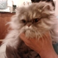silver tabby persian