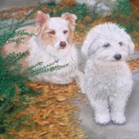 portrait of two dogs