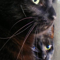 thre black cats