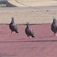Pigeons are rounded up from cities and used for pigeon shoots in Pennsylvania.