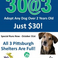 adoption special