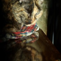 020911-Naptime