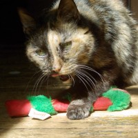 All kitties get catnip after their photo—or else!