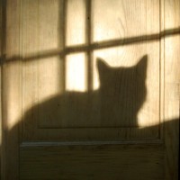110210-WindowsillKittyShadow